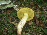 Boletus depilatus image