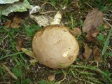 Boletus depilatus image