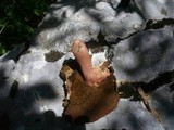 Boletus luridus image