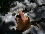 Boletus luridus image
