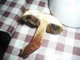 Boletus luridus image