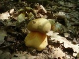Boletus luridus image