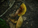 Boletus luridus image