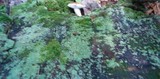 Tylopilus felleus image
