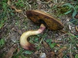 Boletus queletii image
