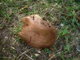 Boletus queletii image