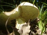 Boletus radicans image