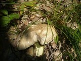 Boletus radicans image
