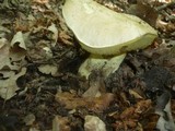Boletus radicans image