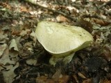 Boletus radicans image