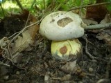 Boletus radicans image