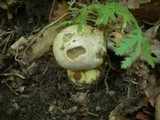 Boletus radicans image
