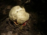 Boletus satanas image