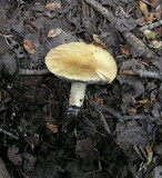 Stropharia kauffmanii image