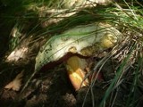 Boletus satanas image