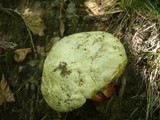Boletus satanas image