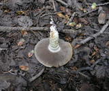 Stropharia kauffmanii image
