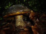 Boletus torosus image