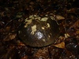 Boletus torosus image