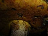 Boletus torosus image