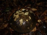Boletus torosus image