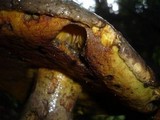 Boletus torosus image