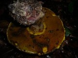 Boletus torosus image