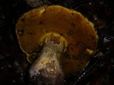 Boletus torosus image