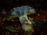 Boletus torosus image