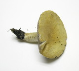 Stropharia kauffmanii image