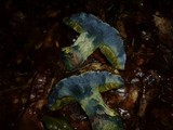 Boletus torosus image