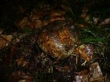 Boletus torosus image