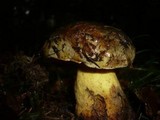 Boletus torosus image