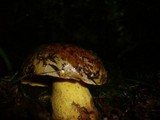 Boletus torosus image