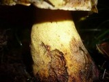 Boletus torosus image