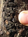 Biscogniauxia marginata image