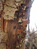 Biscogniauxia marginata image