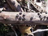 Biscogniauxia marginata image