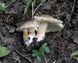 Tricholoma saponaceum image