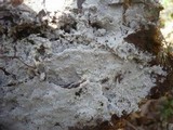 Botryobasidium subcoronatum image