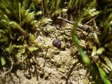 Boudiera tracheia image