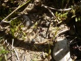 Boudiera tracheia image