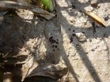 Boudiera tracheia image