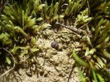 Boudiera tracheia image