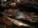 Byssocorticium pulchrum image