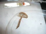 Baeospora myosura image