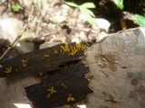 Calocera furcata image