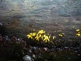 Calocera furcata image