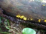 Calocera furcata image