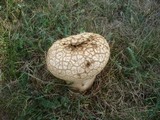 Lycoperdon utriforme image